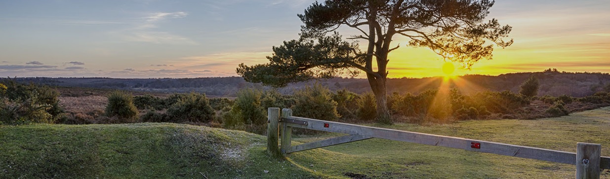 New Forest Long Weekend Header