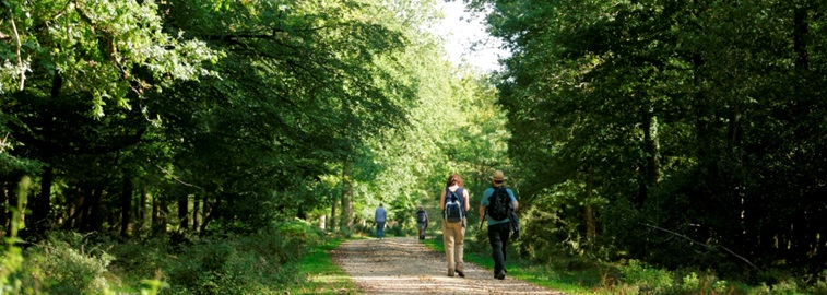 New Forest Walking Wide Shot