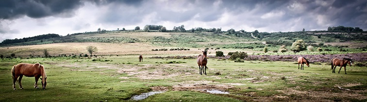 New Forest Wild Ponies