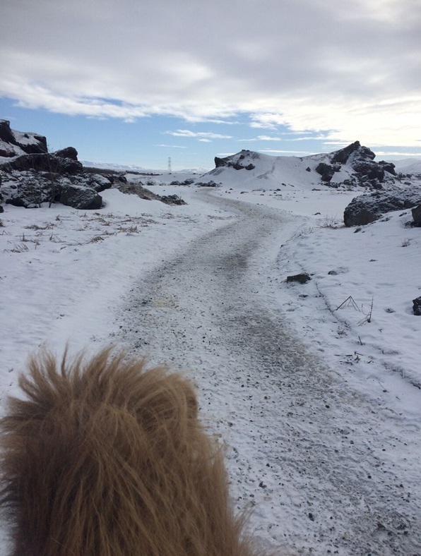 Heading home on Icelandic horse path