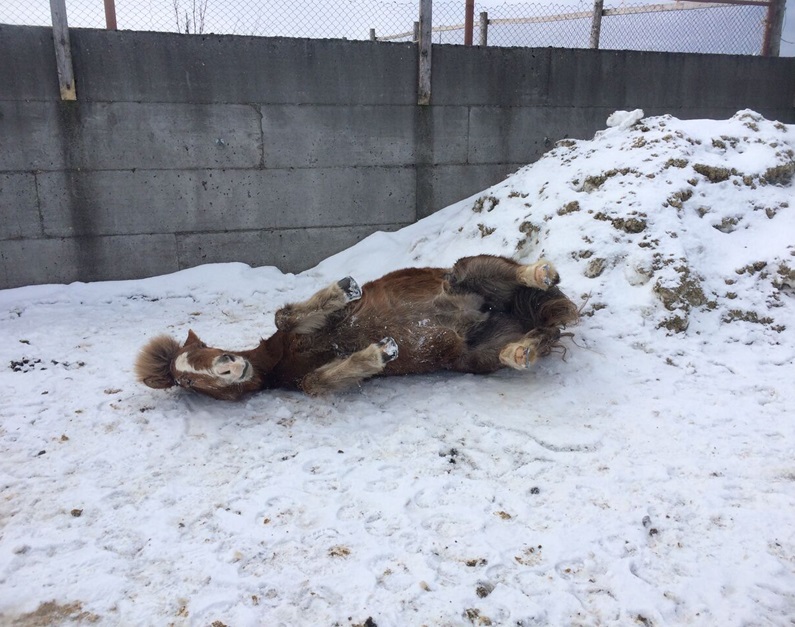 Ieclandic horse having fun