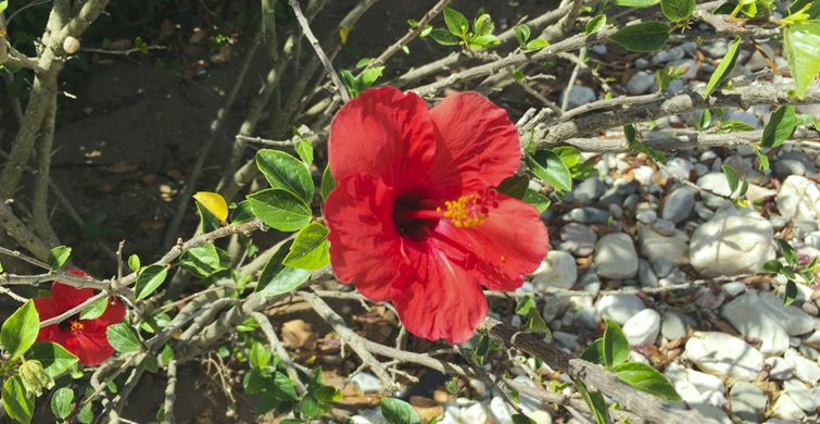 Flower in grounds