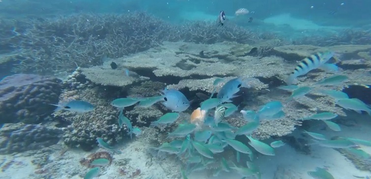 Snorkelling