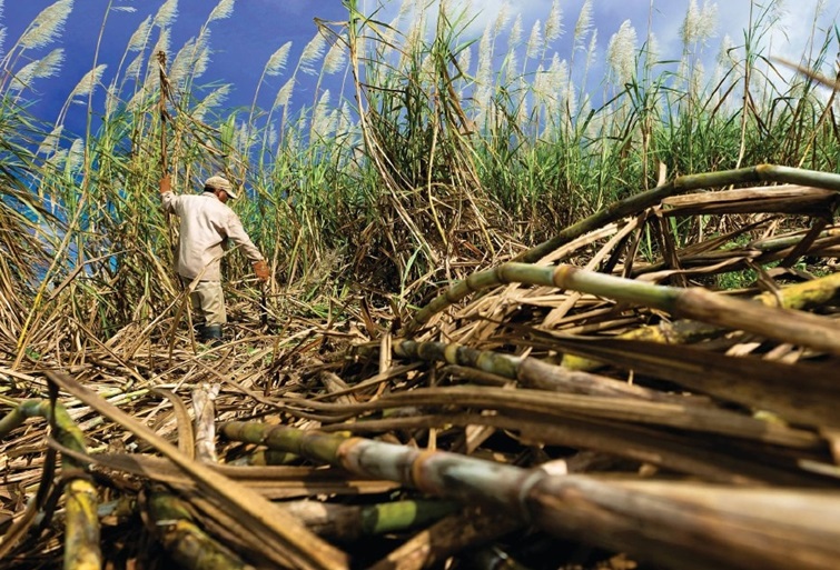 Sugar cane plantation