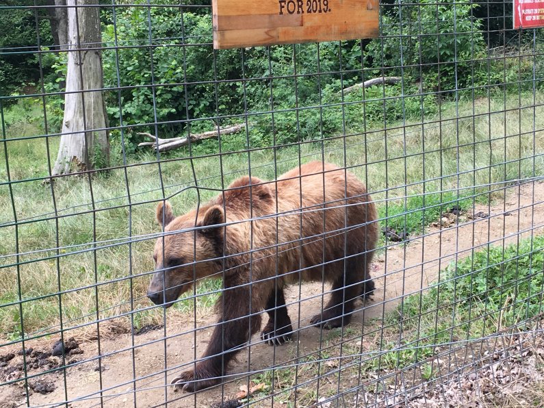 Bear Sanctuary 1