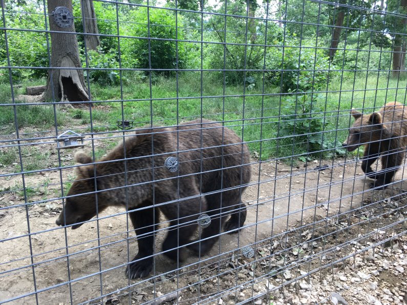 Bear Sanctuary 3