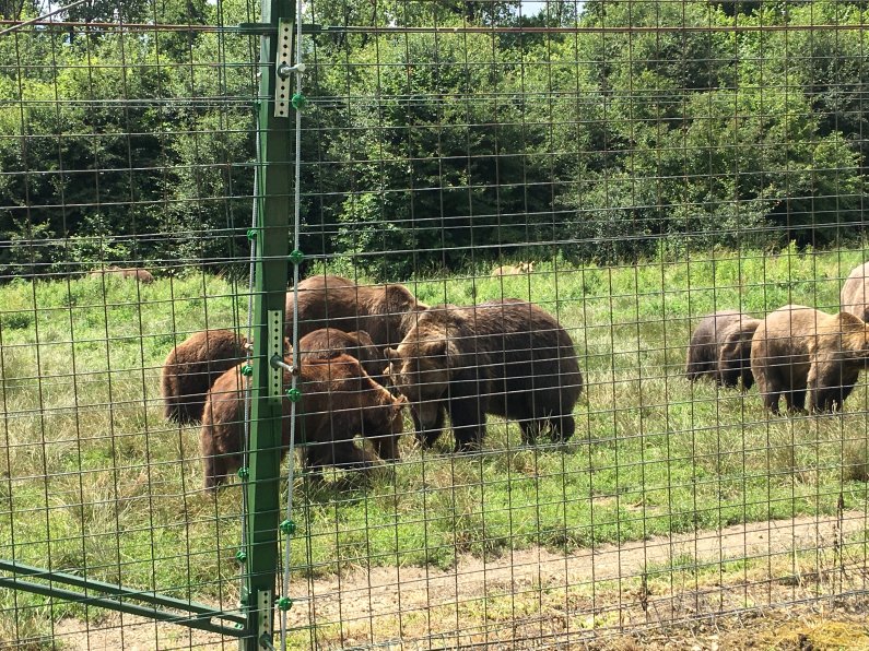 Bear Sanctuary 5