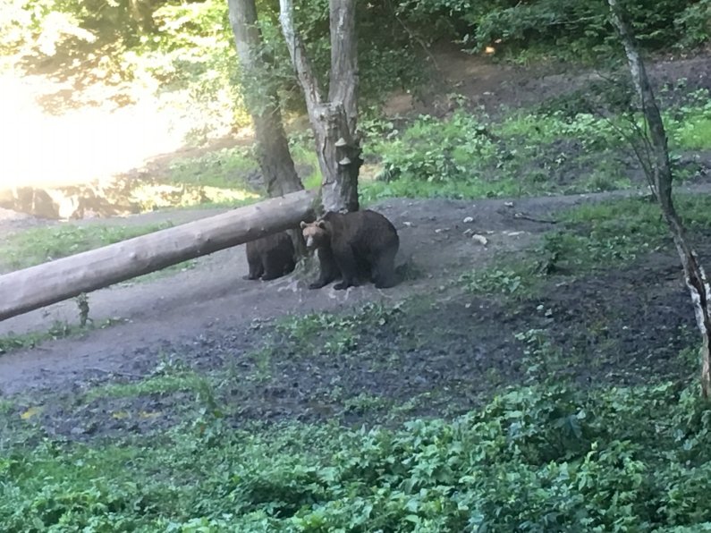 Bear watching 2